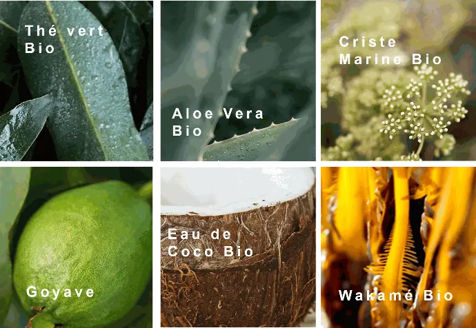 Ingrédients bio Phytocéane : thé vert, aloe vera, criste marine, goyave, eau de coco et wakamé