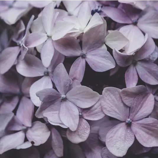 Fleurs de lilas, actifs floraux Fleur's