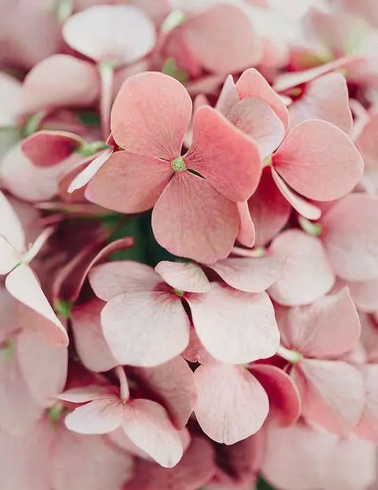 Soin visage 1001 Fleurs Fleur's